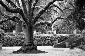 Black and white photo of the tree in the park