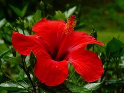 closeup view of red hibiscus blossom flower
