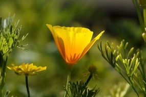 orange flower on the flowerbed in the garden