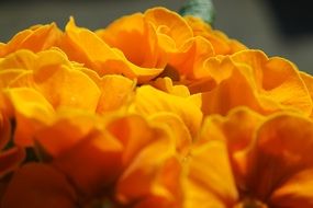 large bouquet of bright yellow roses close-up