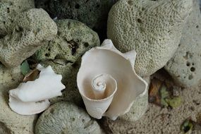 swirling seashells and sea sponge