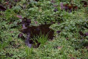 Puddle Green