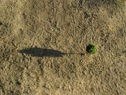 aerial view of lonely green tree on brown soil