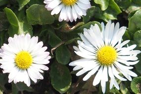 Beautiful daisy flowers blossom in spring
