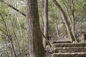 old stone stairs in the forest