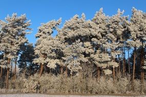trees in frost on a sunny day