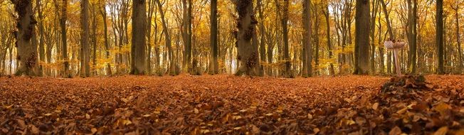 autumn forest in germany