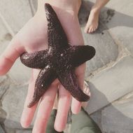 brown starfish in human hand close-up