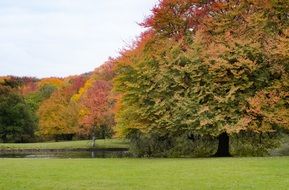 trees in fall foliage in a park