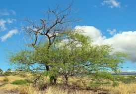 partly dry Lonely Tree at summer, scenic Landscape