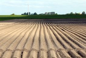 arable field for growing potatoes