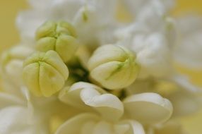 closeup of white lilac buds