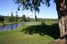 tree on the golf course