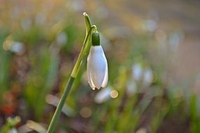 white snowdrop flower on a green background