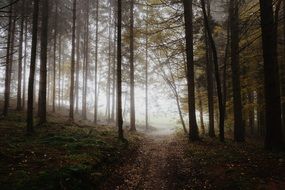 haze in the autumn forest