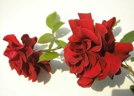 closeup view of branch with two red roses