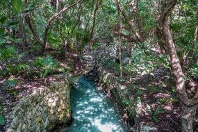 Exotic nature in a park in Cancun, Mexico