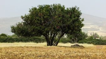 tree in Akamas National Park