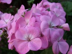 pale purple inflorescence of geranium close-up