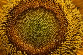 sunflower seeds in a bud