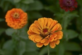 Orange Blossoms in nature