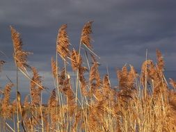 Reed Thunderstorm