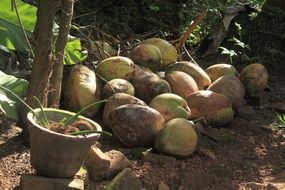 flower pot stands near coconuts