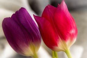 purple and pink tulips
