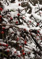 Snowy branches with red berries