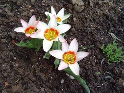 four open white Tulips on soil