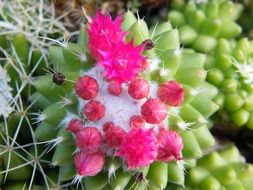 cactus with bright pink flowers close-up