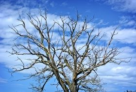 Aesthetic Dead Tree and blue sky