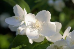 Flower Blossom Bloom Blossom