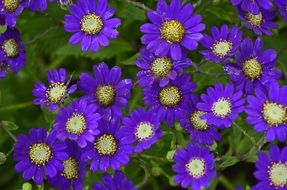 bright violet flowers