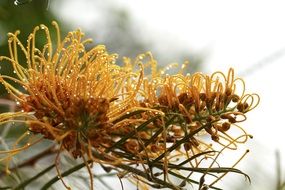 grevillea is an edible plant