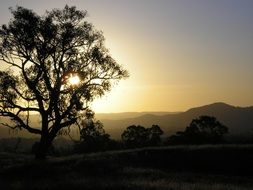 Eucalyptus on the sunset, australia