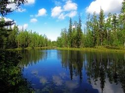 green trees near the lake in the forest
