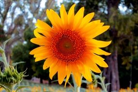 yellow Sunflowers with orange center