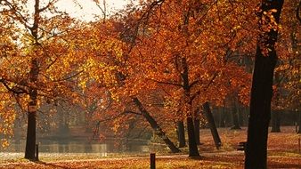 autumn trees in a park by the lake