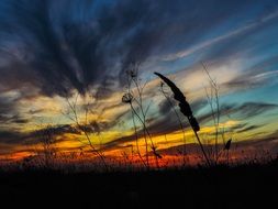 Silhouettes of the plants under the sunset in summer