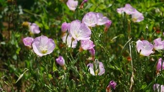 field of pink wild flowers close-up on blurred background
