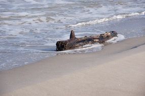 wet log by the ocean