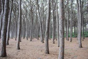 deep woods