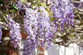 purple hanging flowers in the garden close-up on blurred background