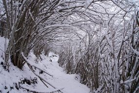 tunnel of trees in a winter landscape