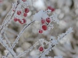 Frost Winter red Berries