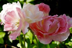 pink flowers on a green bush in the garden