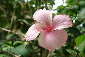 Flower Hibiscus Sabdariffa