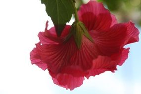 bottom view of the flower of a pink hibiscus