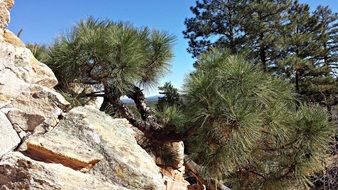 green trees on the rock